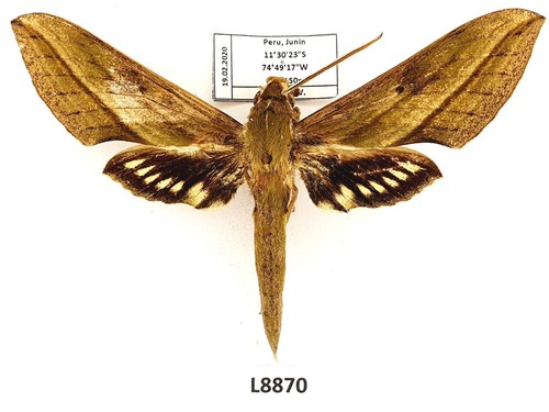 Sphingidae xylophanes - sphingidae,,